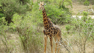 Golfurlaub in S�dafrika, Fairmont Zimbali Lodge