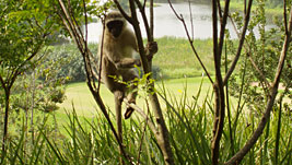 Affen schauen als Zaung�ste beim Putten zu